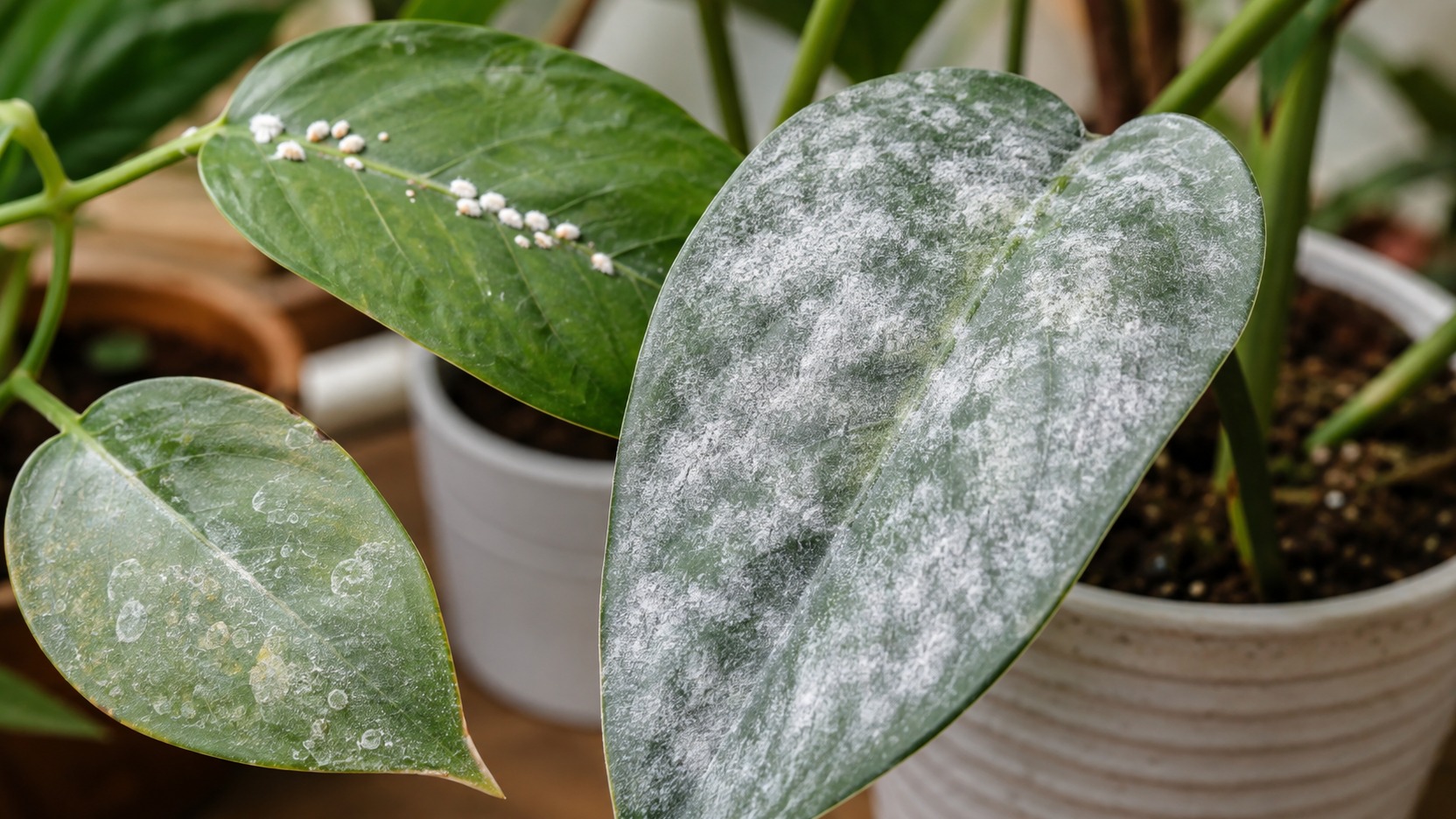 Folhas verdes de plantas em vaso com uma folha coberta por pó branco, outra com pequenos aglomerados cotonosos e outra com marcas claras de resíduo.