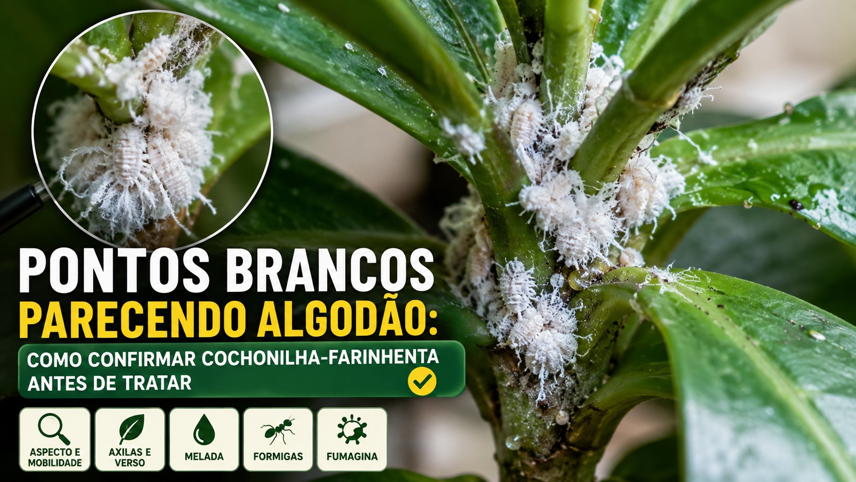 Close-up de folhas verdes com grupos de cochonilhas-farinhentas brancas nas axilas e no caule, com detalhe ampliado dos insetos e sinais de inspeção.